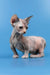 Lyalya | canadian sphynx kitten