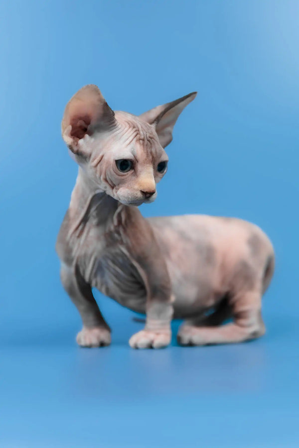 Lyalya | canadian sphynx kitten
