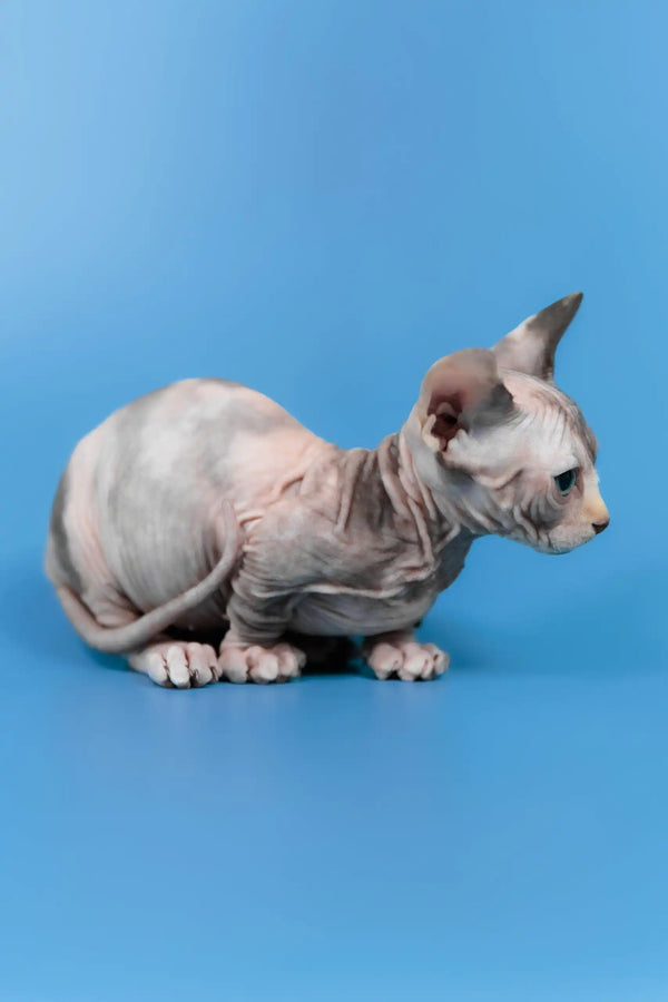 Lyalya | canadian sphynx kitten