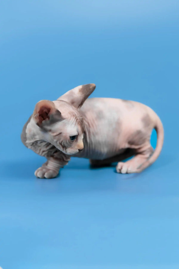Lyalya | canadian sphynx kitten