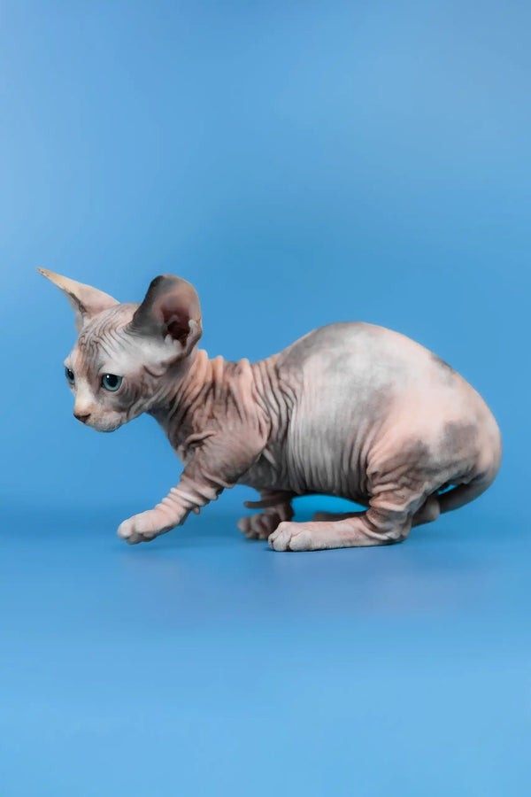 Lyalya | canadian sphynx kitten