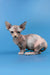 Lyalya | canadian sphynx kitten