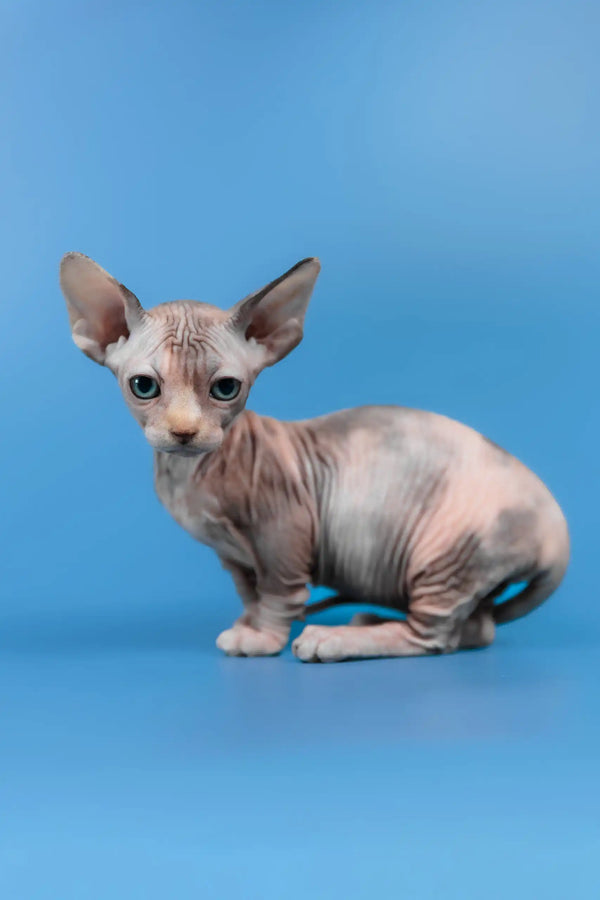 Lyalya | canadian sphynx kitten