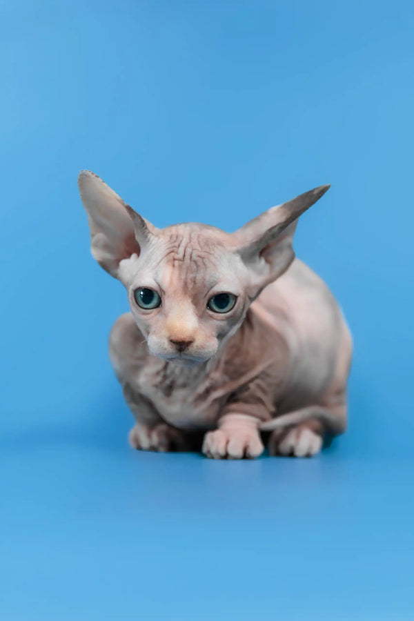 Lyalya | canadian sphynx kitten