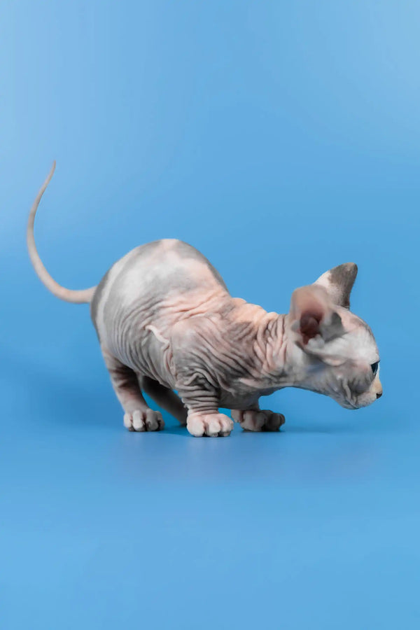 Lyalya | canadian sphynx kitten