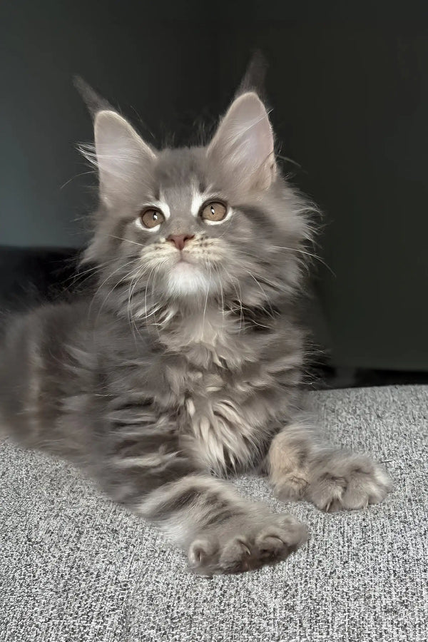 Lyra | maine coon kitten