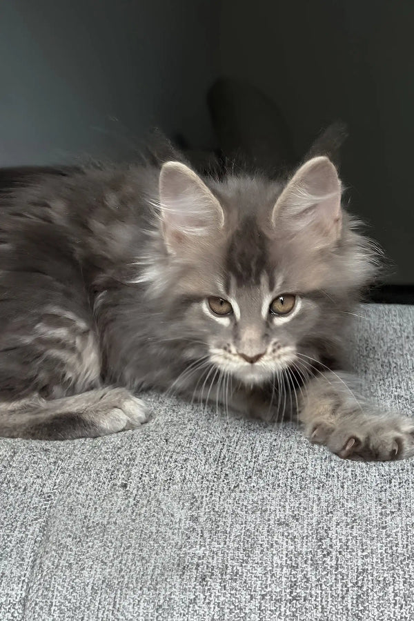 Lyra | maine coon kitten