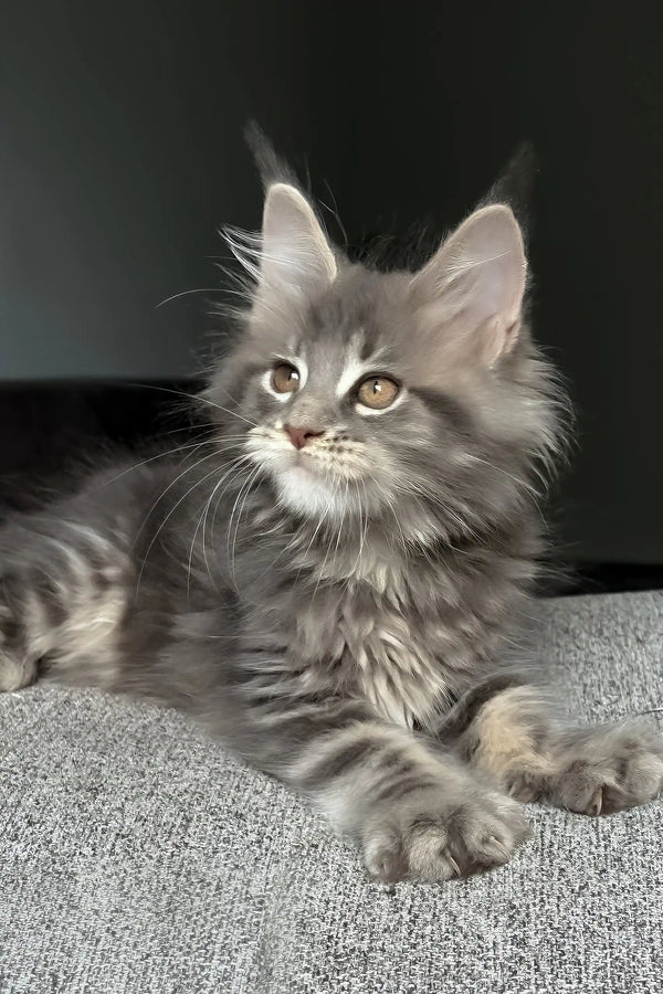 Lyra | maine coon kitten