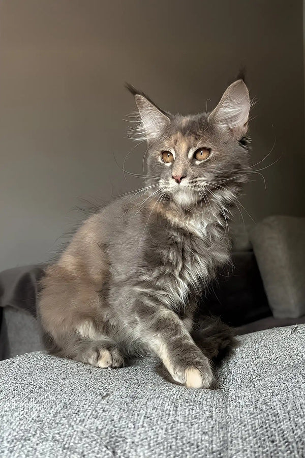Lysandra | maine coon kitten