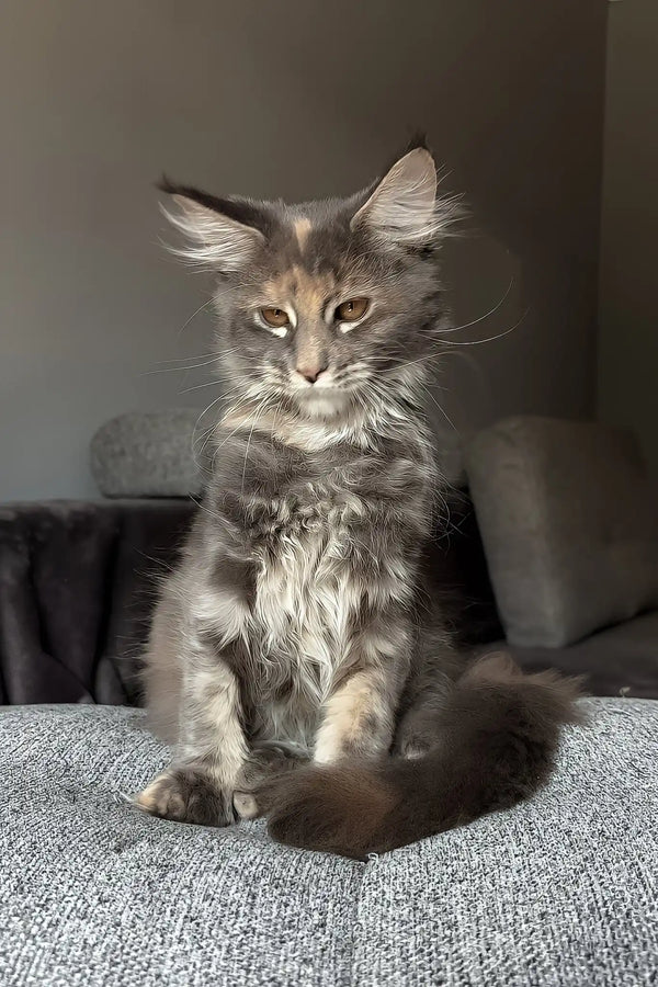 Lysandra | maine coon kitten