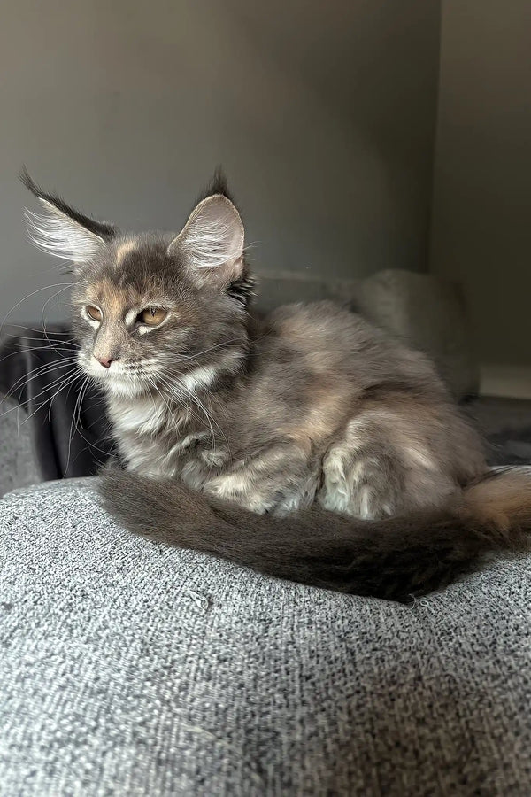Lysandra | maine coon kitten
