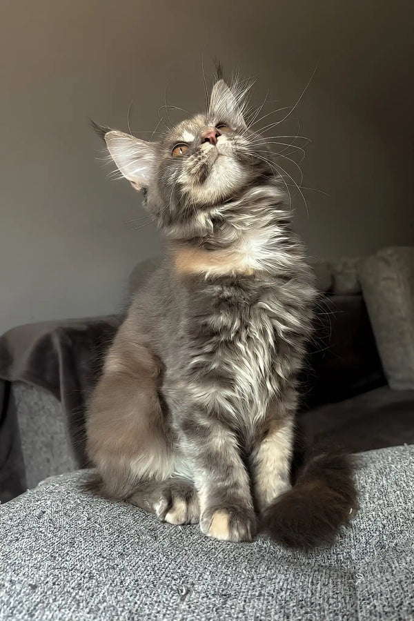 Lysandra | maine coon kitten