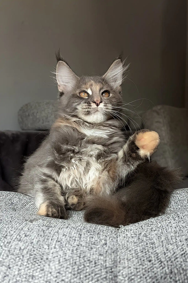 Lysandra | maine coon kitten