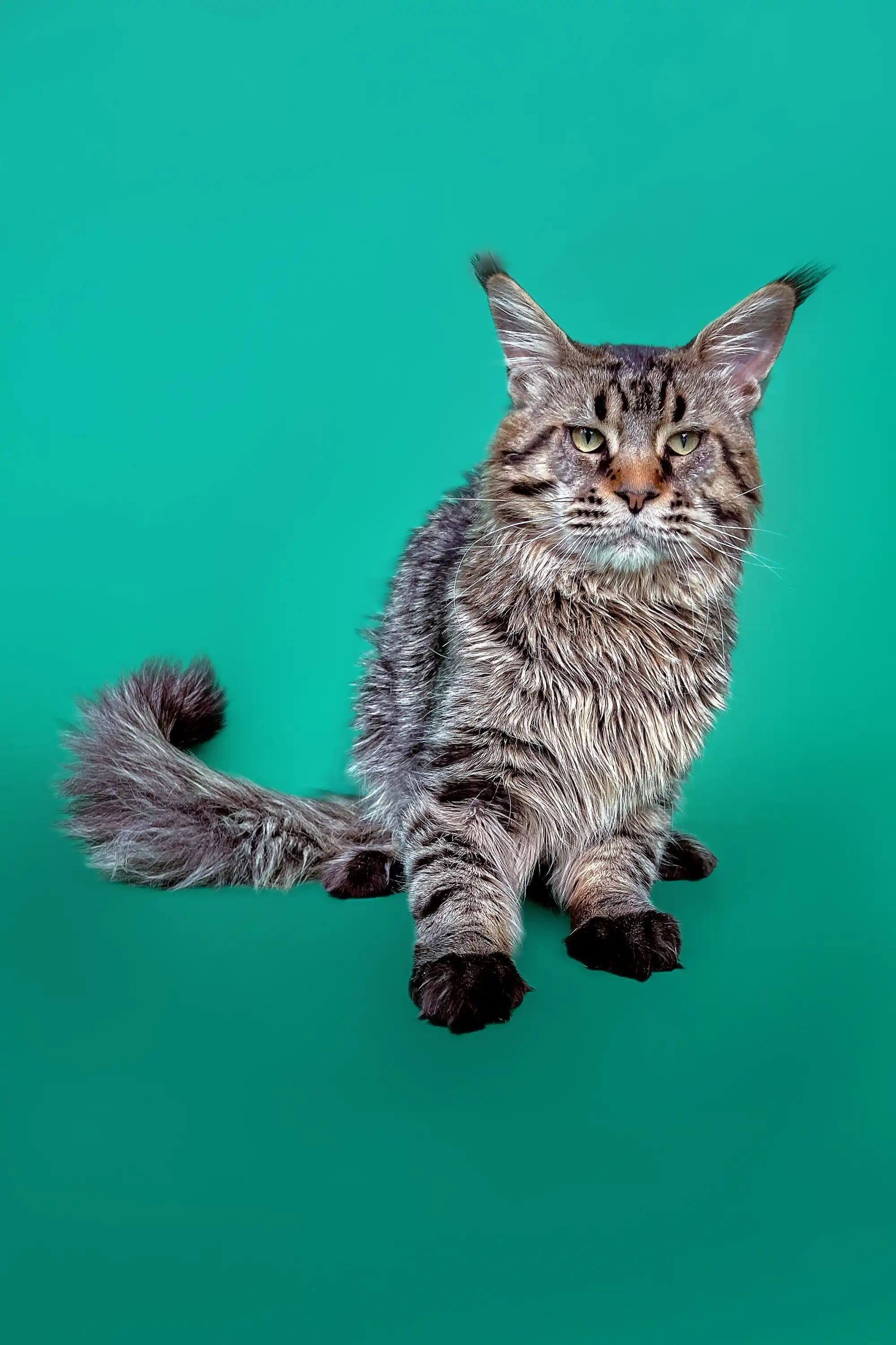 Maine Coon Kittens for Sale | Cats For Lyu | Kitten
