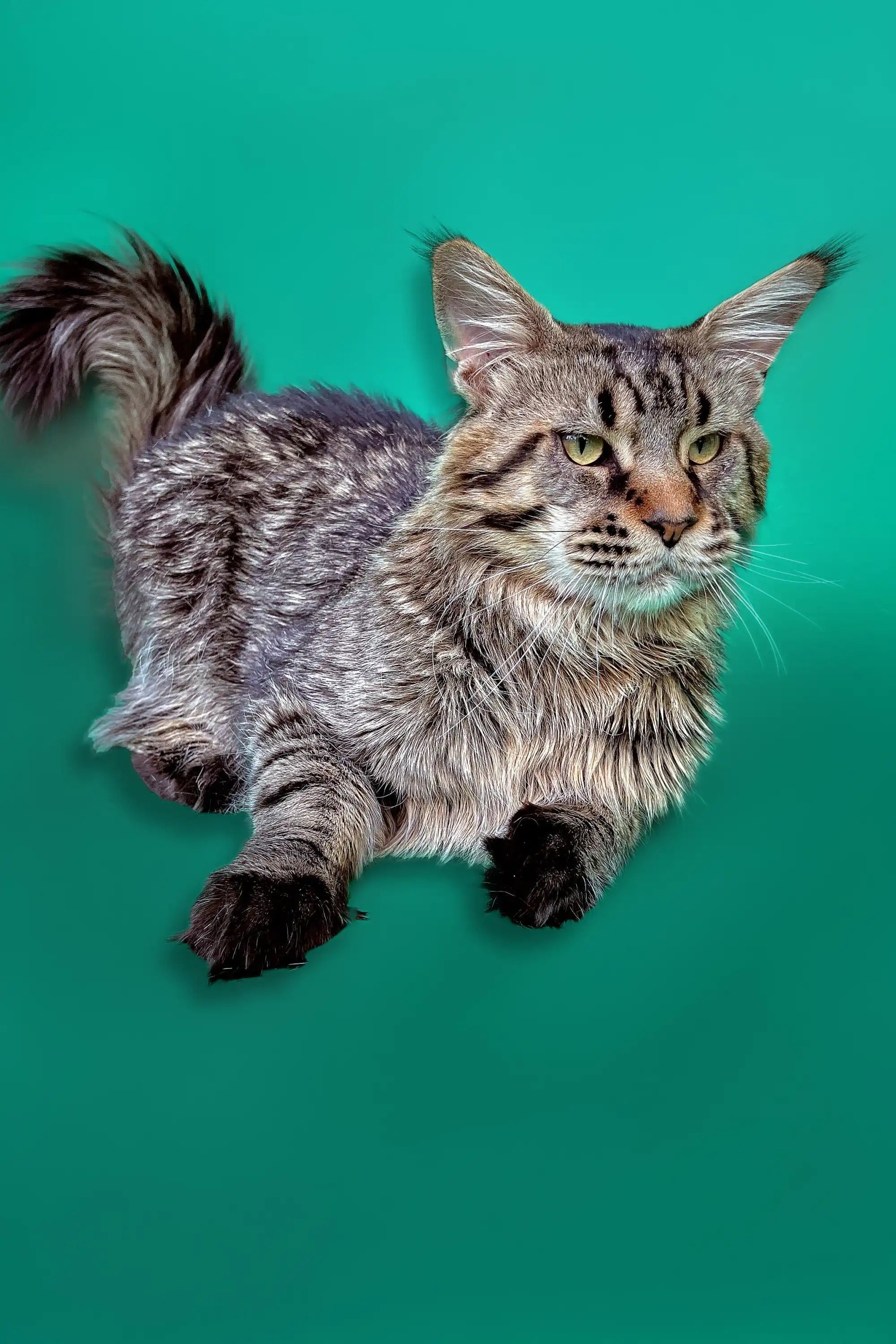 Maine Coon Kittens for Sale | Cats For Lyu | Kitten