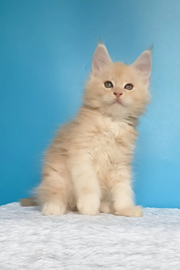 Mac | maine coon kitten