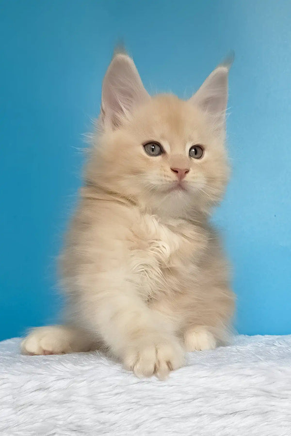 Mac | maine coon kitten
