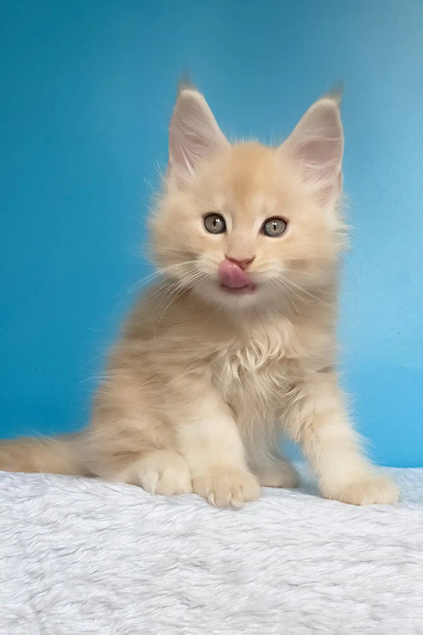 Mac | maine coon kitten