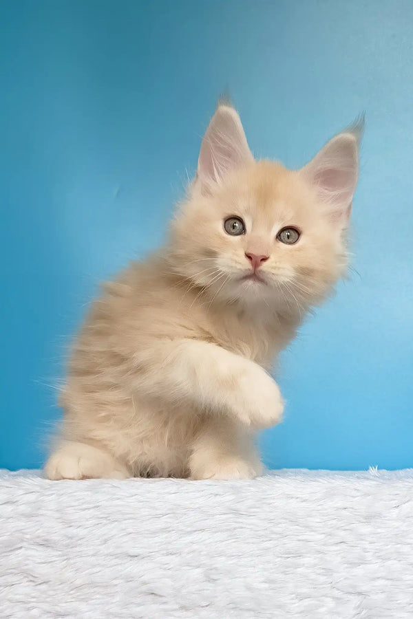 Mac | maine coon kitten