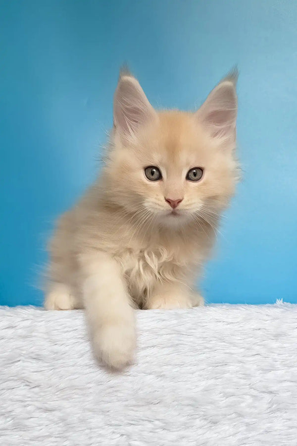 Mac | maine coon kitten