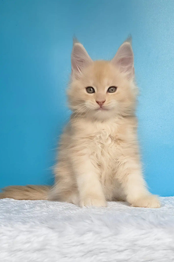 Mac | maine coon kitten