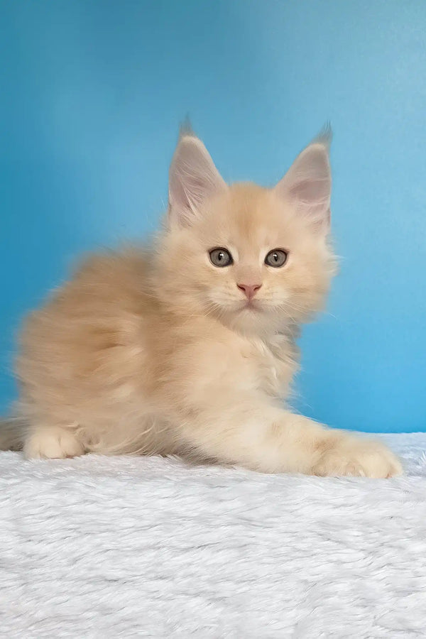 Mac | maine coon kitten