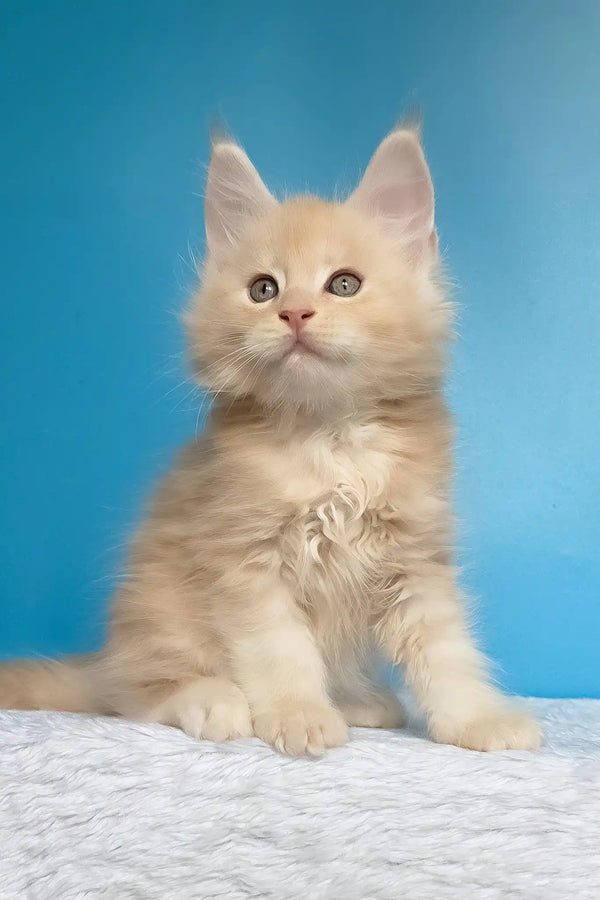 Mac | maine coon kitten