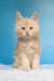 Mac | maine coon kitten