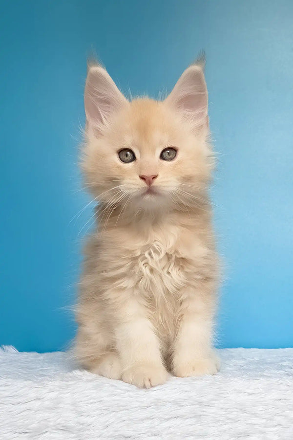 Mac | maine coon kitten