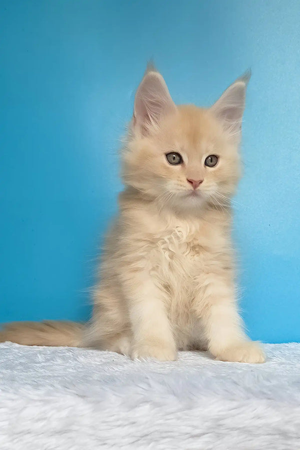 Mac | maine coon kitten