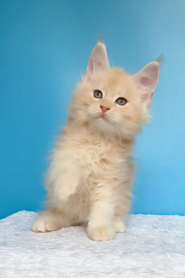 Mac | maine coon kitten