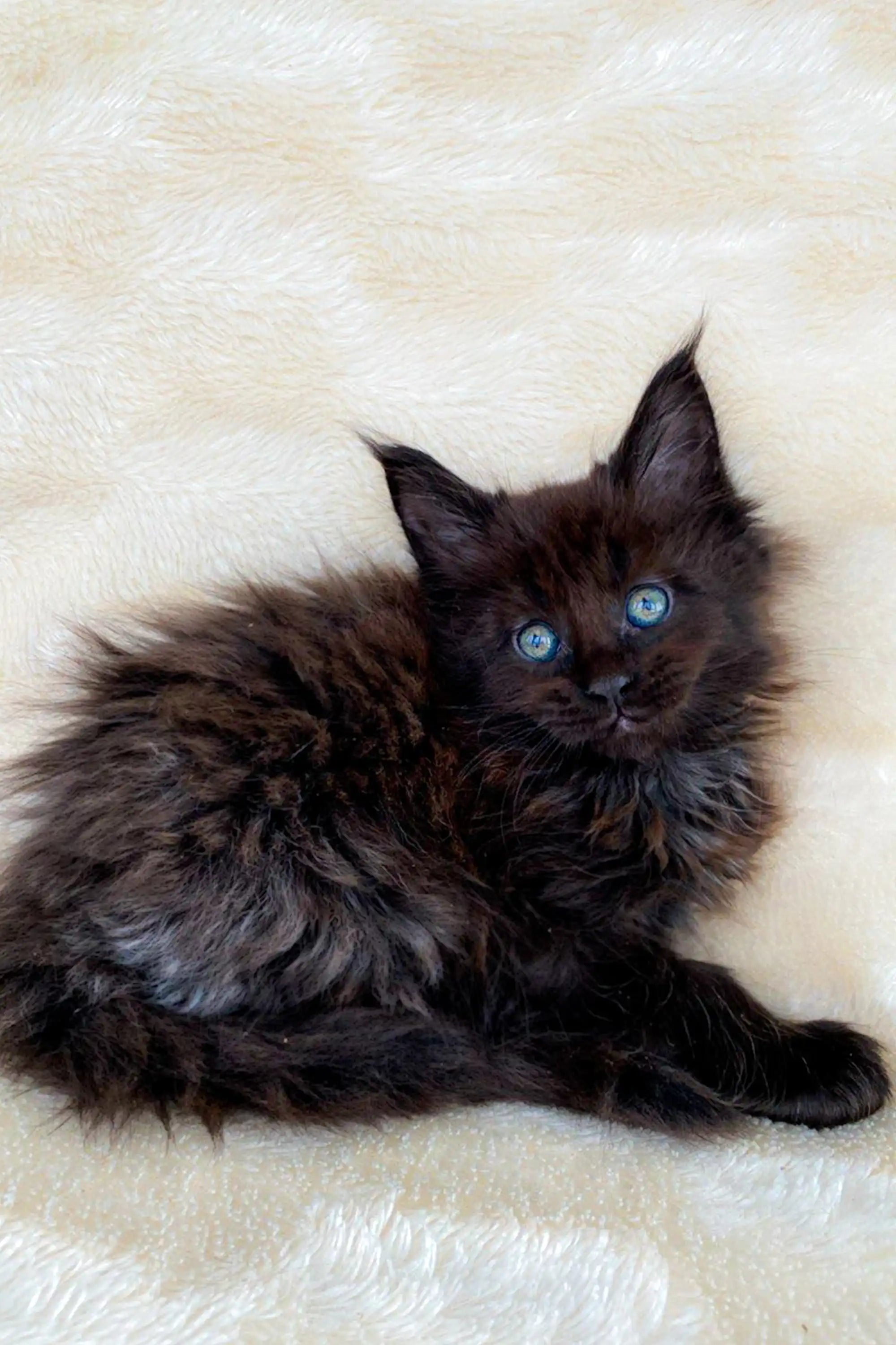 AVADA - Best Sellers Mac | Maine Coon Kitten