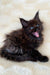 Fluffy Maine Coon kitten with bright blue eyes yawning wide and cute