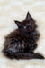 Fluffy black Maine Coon kitten Mac with striking blue eyes ready to charm you