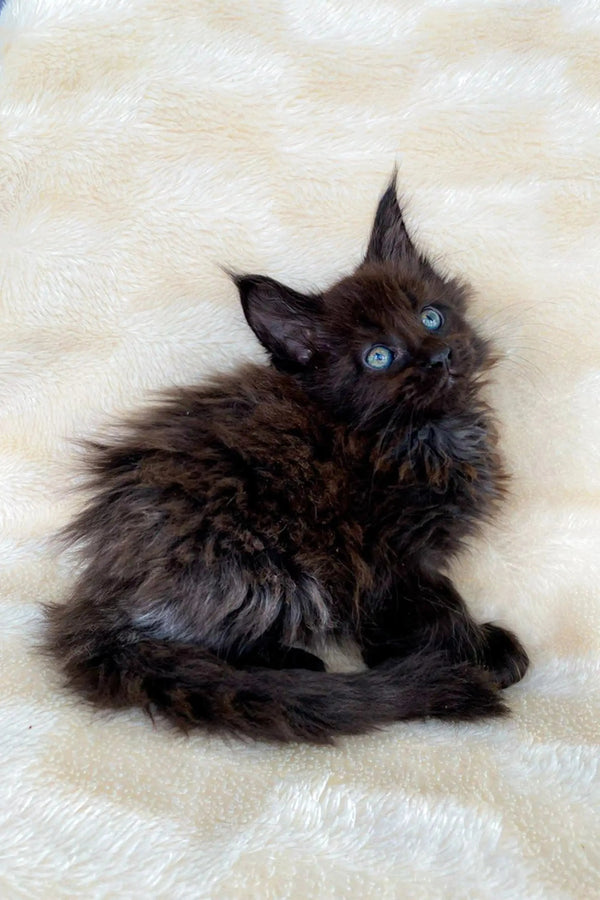 Fluffy black Maine Coon kitten named Mac with bright blue eyes on a light surface