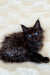 Fluffy black Maine Coon kitten with bright blue eyes, perfect for cat lovers