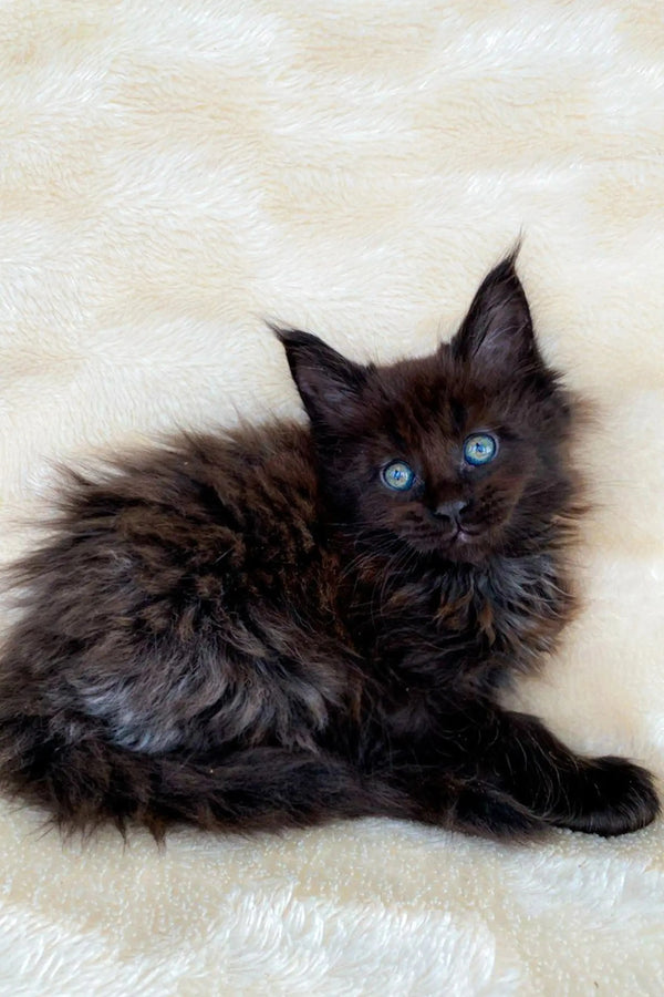 Fluffy black Maine Coon kitten with bright blue eyes, perfect for cat lovers