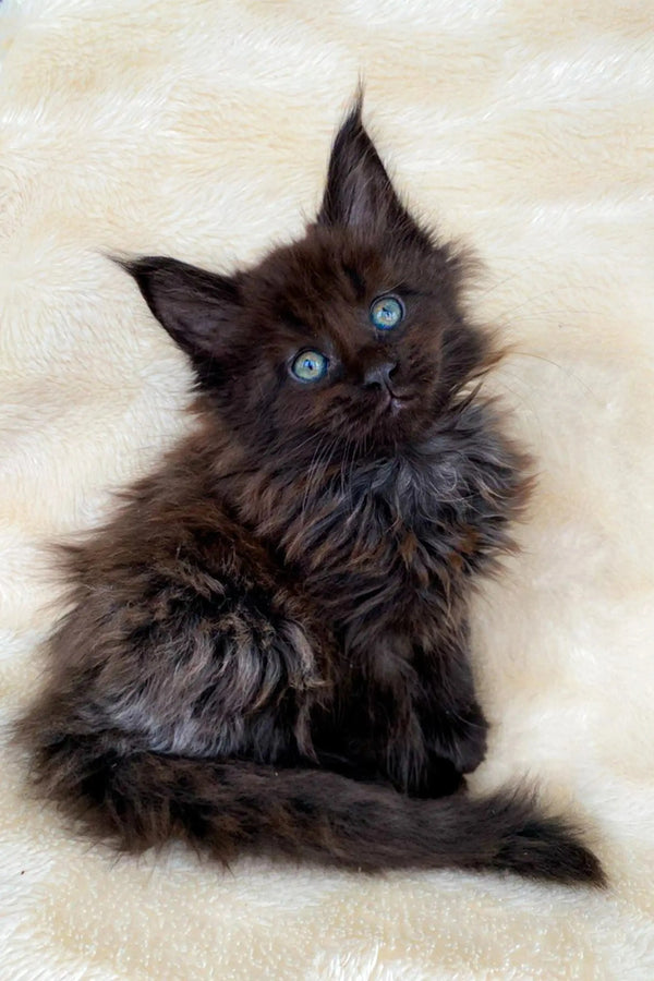 Fluffy black Maine Coon kitten named Mac with striking blue eyes, perfect companion