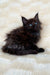 Fluffy black Maine Coon kitten Mac with bright blue eyes ready to meet you