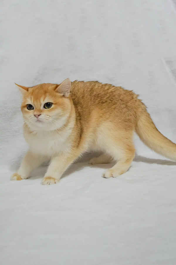Golden British Shorthair cat in Madam British Shorthair Kitten product display