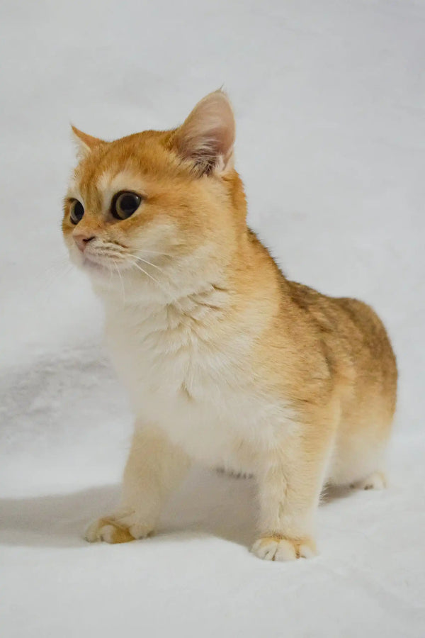 Golden-furred British Shorthair kitten named Madam, playful and adorable