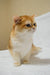 Golden and white British Shorthair kitten named Madam, looking adorable and playful