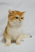 Golden and white British Shorthair kitten named Madam, super cute and playful