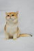 Golden and white British Shorthair kitten named Madam looking adorable and playful