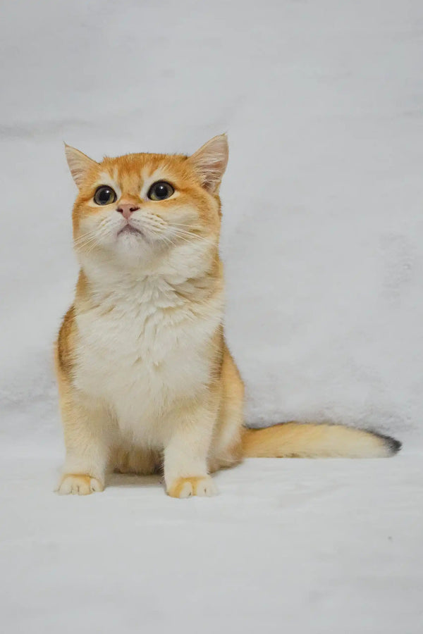 Golden and white British Shorthair kitten named Madam looking adorable and playful