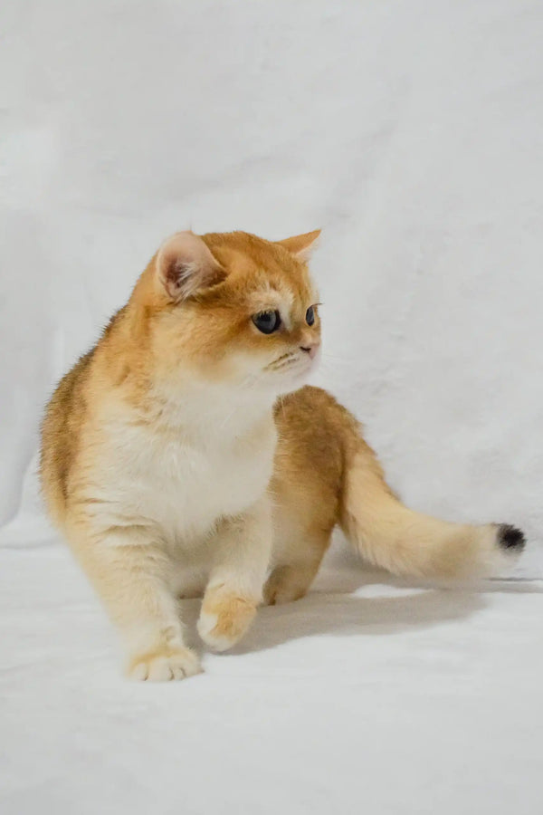 Golden and white British Shorthair kitten named Madam playing cutely