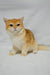 Adorable Golden and White British Shorthair Kitten named Madam ready to play