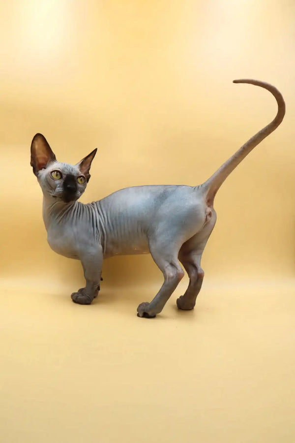 Beautiful black Bambino kitten with blue eyes and a long curved tail, unique short legs