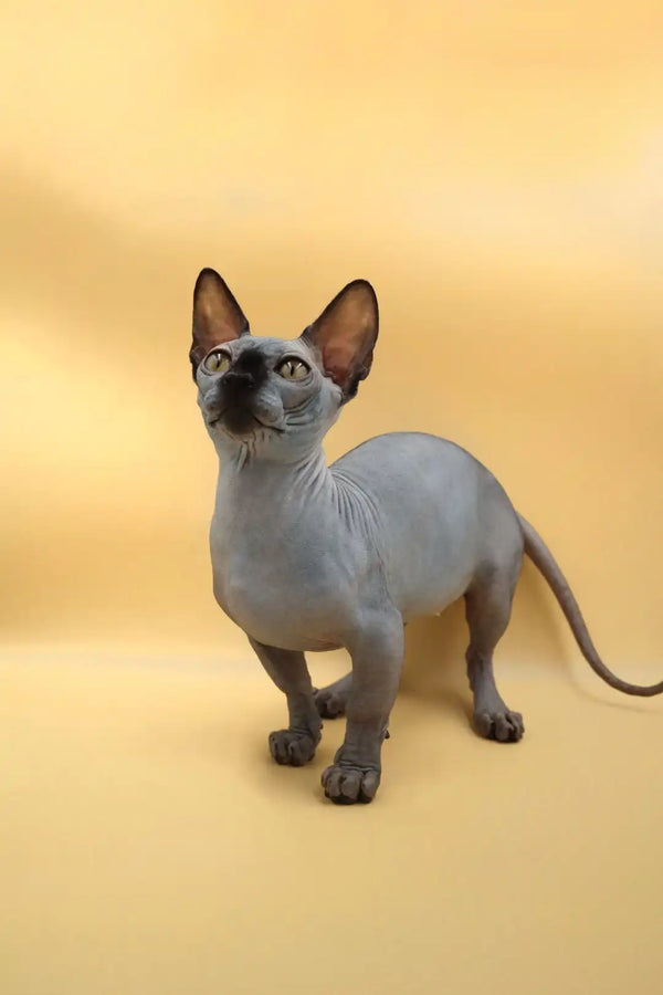 Adorable Hairless Sphynx cat, a beautiful black Bambino with unique short legs