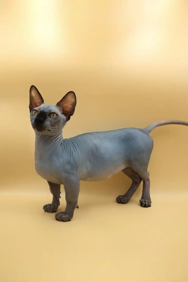 Hairless Sphynx cat with blue-gray skin, a unique short legs beauty like Maddie Bambino Kitten